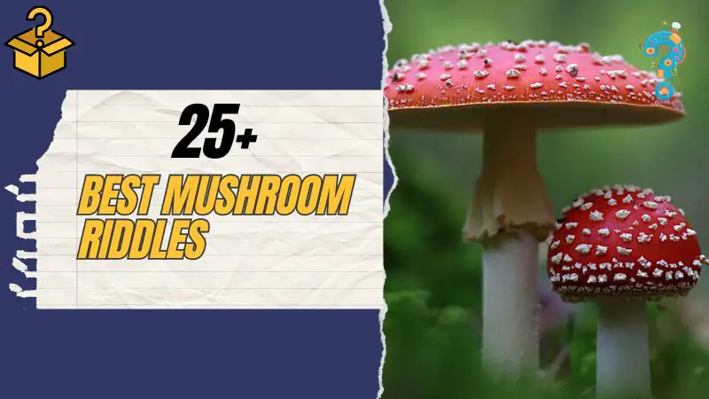 Mushroom Riddles